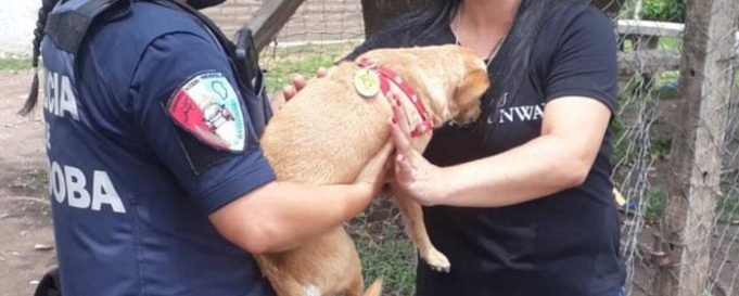 Recuperan un perro robado en barrio Obras Sanitarias de Deán Funes.