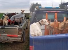 Demoraron a 11 personas por cazar ilegalmente en Córdoba: secuestraron un arma y 16 perros.