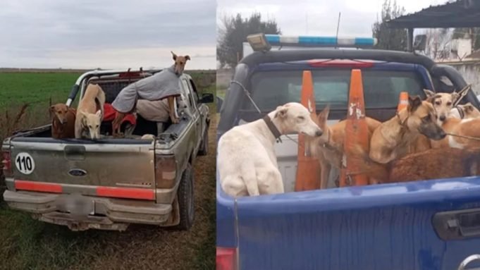 Demoraron a 11 personas por cazar ilegalmente en Córdoba: secuestraron un arma y 16 perros.