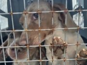 Jesús María: desarticularon un criadero clandestino con 30 perros de raza en condiciones deplorables.