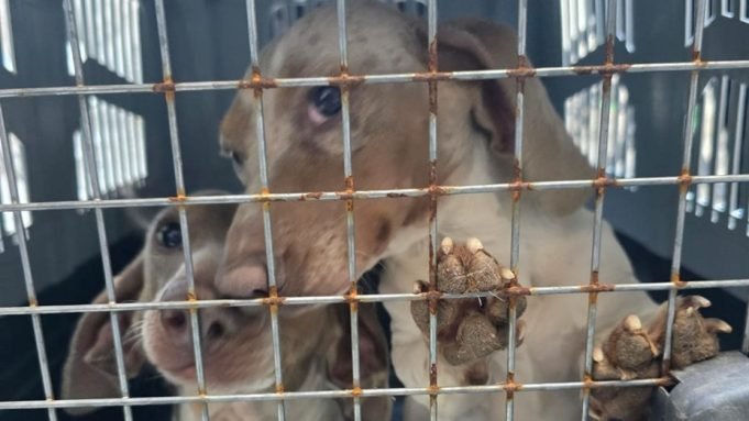 Jesús María: desarticularon un criadero clandestino con 30 perros de raza en condiciones deplorables.