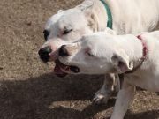 Lesiones culposas: secuestran un Dogo y dos perros Nogal en Cañada de Río Pinto.