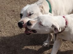 Lesiones culposas: secuestran un Dogo y dos perros Nogal en Cañada de Río Pinto.