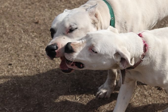Lesiones culposas: secuestran un Dogo y dos perros Nogal en Cañada de Río Pinto.