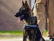 Se retiró Brama la primera perra detectora de drogas sintéticas del país.