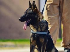 Se retiró Brama la primera perra detectora de drogas sintéticas del país.