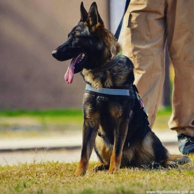 Se retiró Brama la primera perra detectora de drogas sintéticas del país.