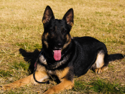 Se retiró el perro más veterano de la Brigada Canina de Policía Ambiental.