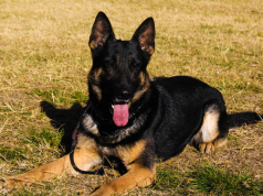 Se retiró el perro más veterano de la Brigada Canina de Policía Ambiental.