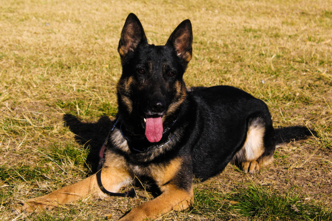 Se retiró el perro más veterano de la Brigada Canina de Policía Ambiental.
