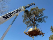 Lograron trasladar el quebracho blanco de la Avenida Luchesse para ampliar la ruta.