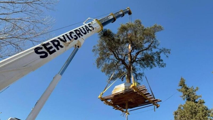 Lograron trasladar el quebracho blanco de la Avenida Luchesse para ampliar la ruta.