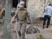 Jesús María: allanan una propiedad y secuestran 17 aves silvestres.