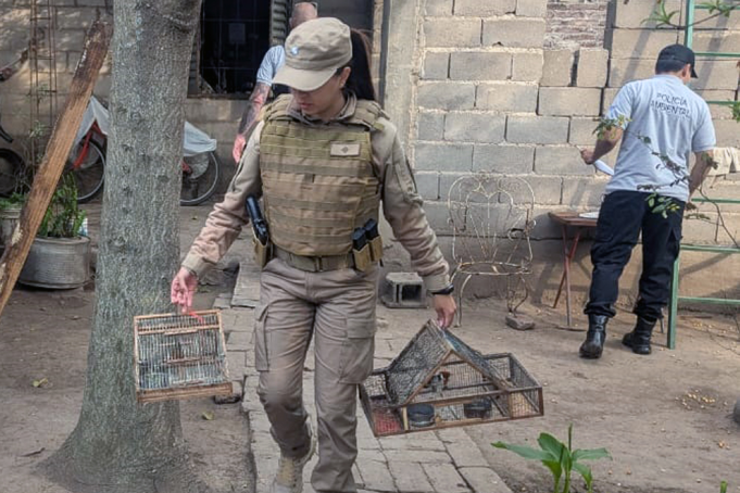Jesús María: allanan una propiedad y secuestran 17 aves silvestres.
