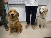 Buscan que perros guías y de contención emocional puedan ingresar a lugares de acceso público