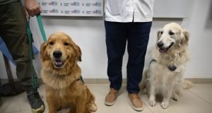 Buscan que perros guías y de contención emocional puedan ingresar a lugares de acceso público