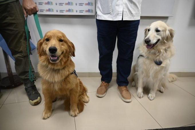 Buscan que perros guías y de contención emocional puedan ingresar a lugares de acceso público