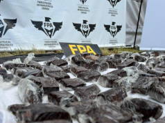 FPA INCAUTÓ MÁS DE SEIS KILOS DE BROWNIES DE MARIHUANA EN INMEDIACIONES AL COSQUÍN ROCK. DOS DETENIDOS